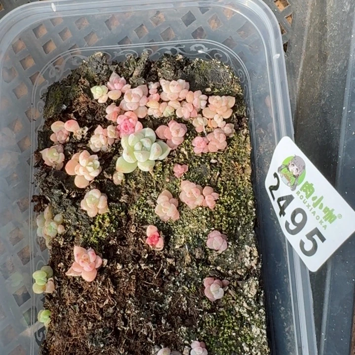 L**n多肉植物多肉植物