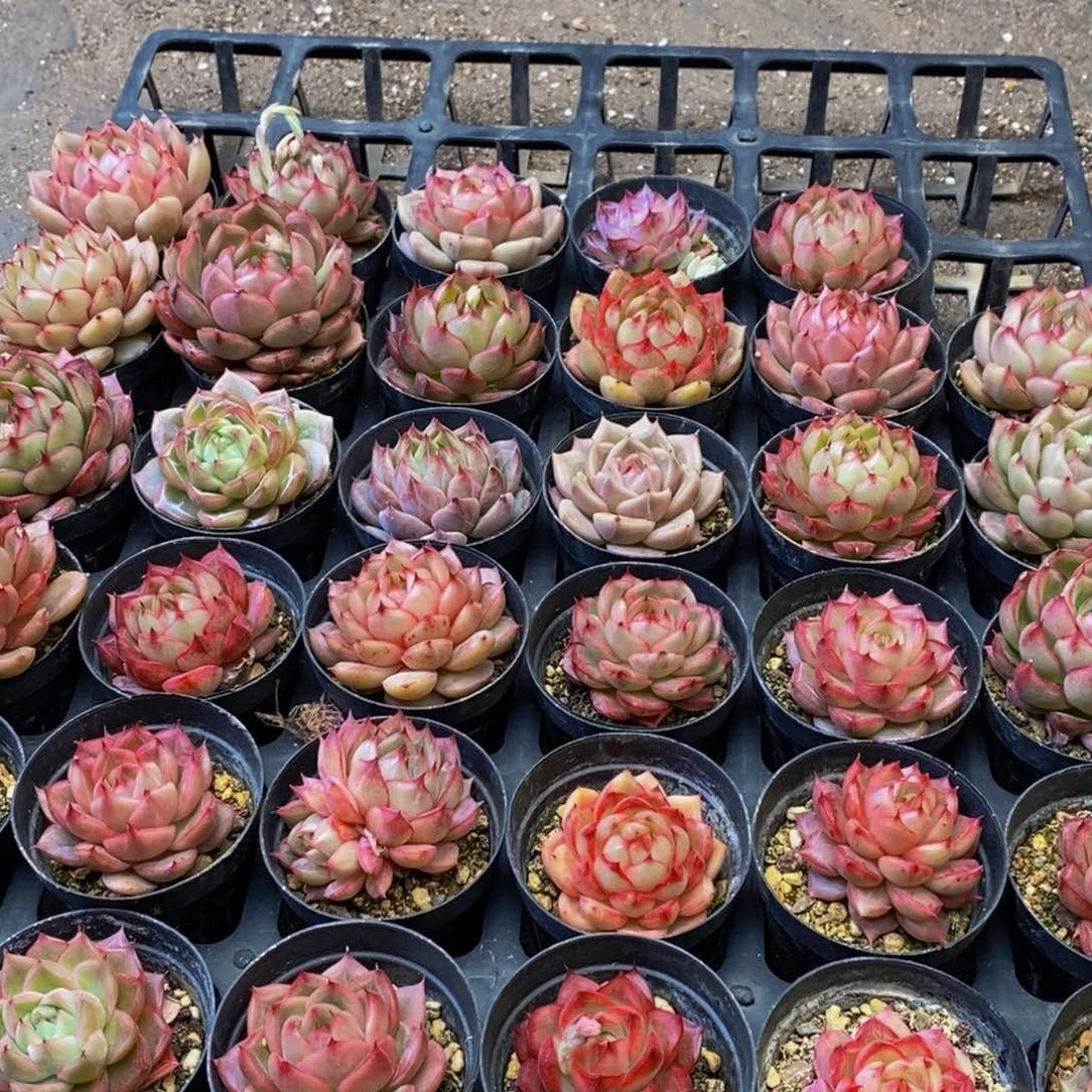 塞****庄445多肉植物保护研究所所长