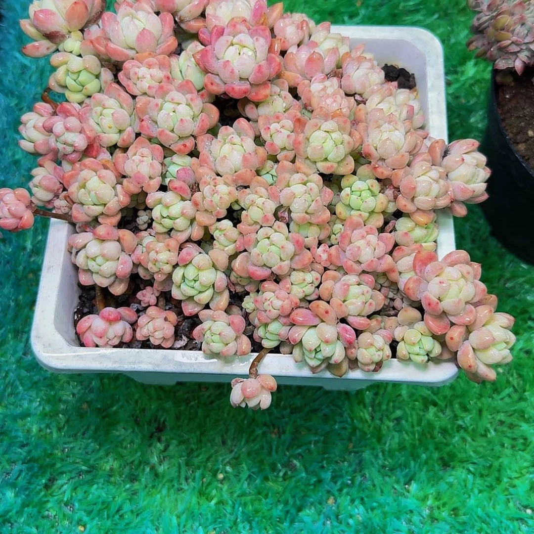 山****?多肉植物不带盆发货