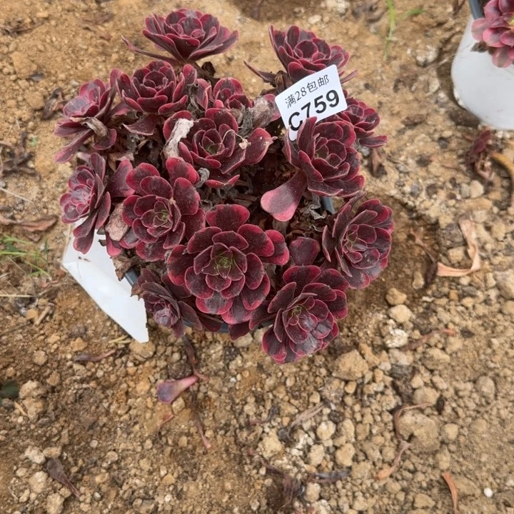 759 多肉植物不包断枝
