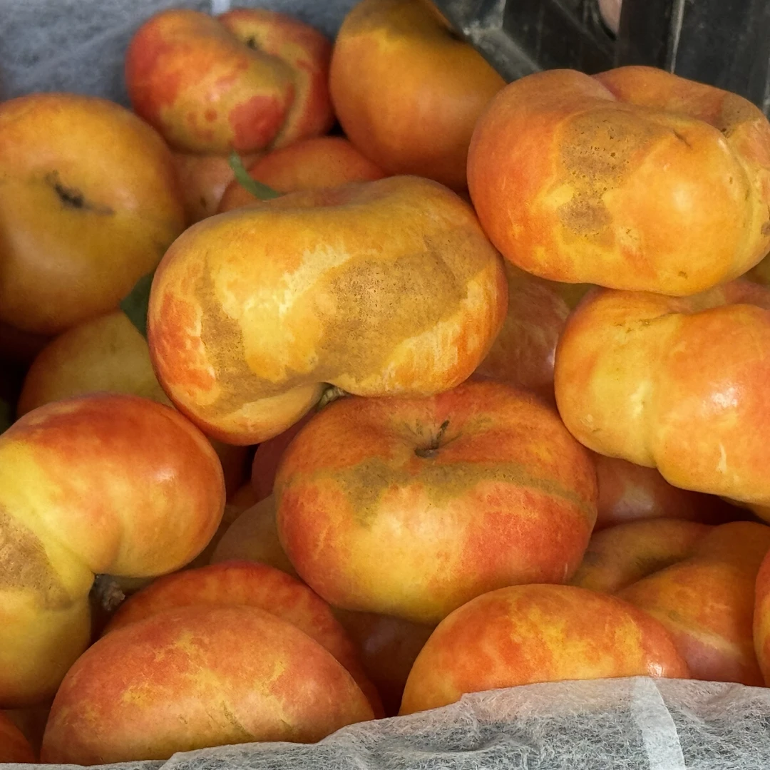 福利果有微裂口蒙阴金霞彩虹油蟠桃新鲜采摘净重4斤