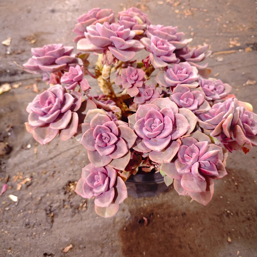 彩虹糖220#K精品多肉植物新手闭眼入阳台庭院一单