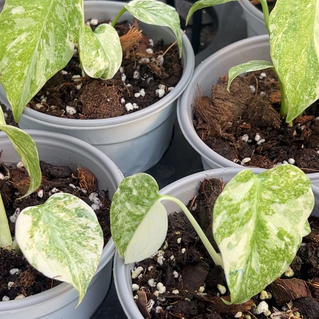 完全开放组培遗迹小棵