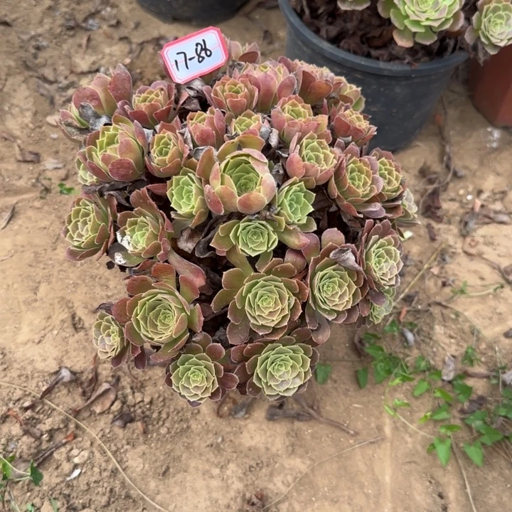 17-86荷兰地理不包售后