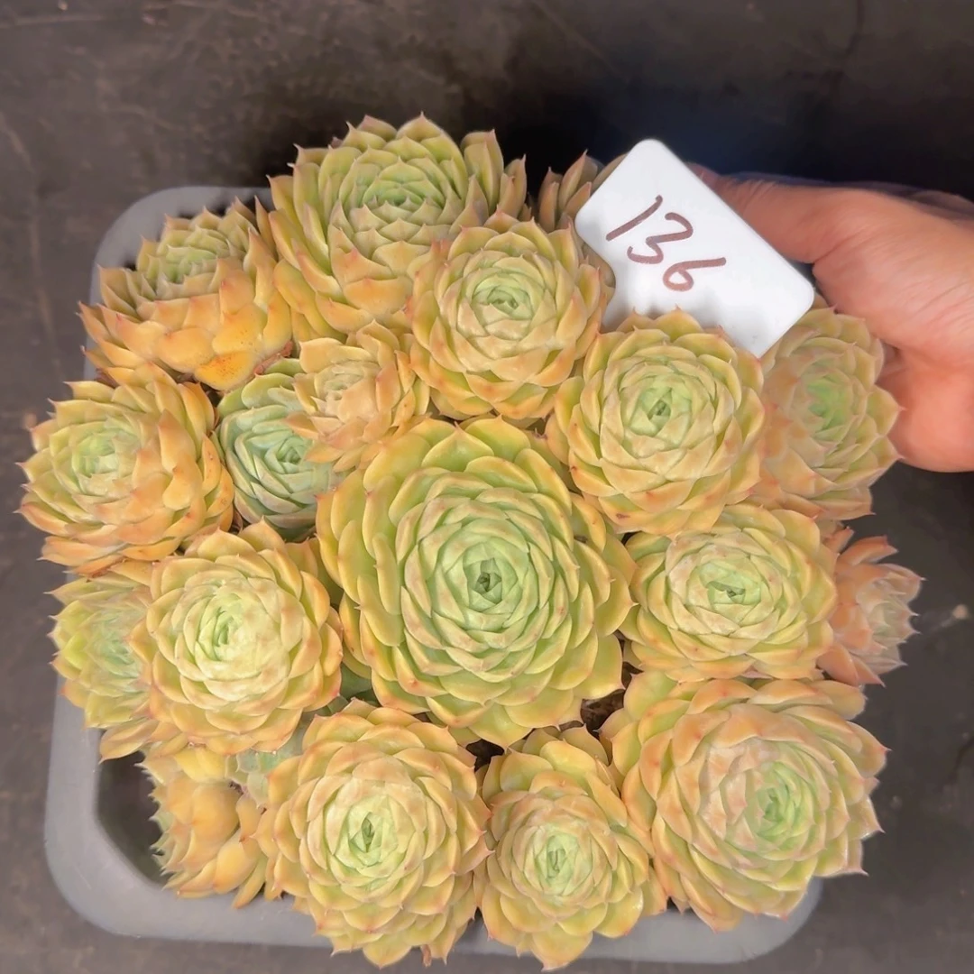 多肉植物的生长发育和