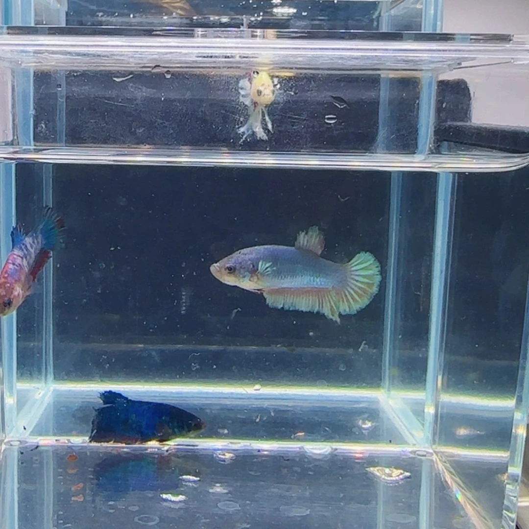 斗鱼活体观赏鱼好养耐活