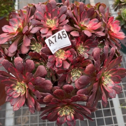 745烟花朵朵25厘米左右