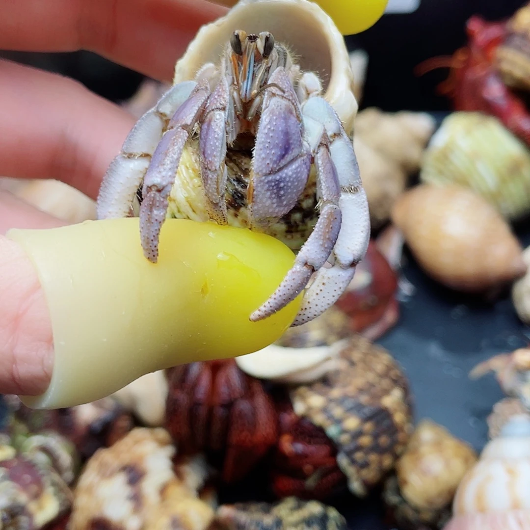 2口香芋色蓝里拉寄居蟹