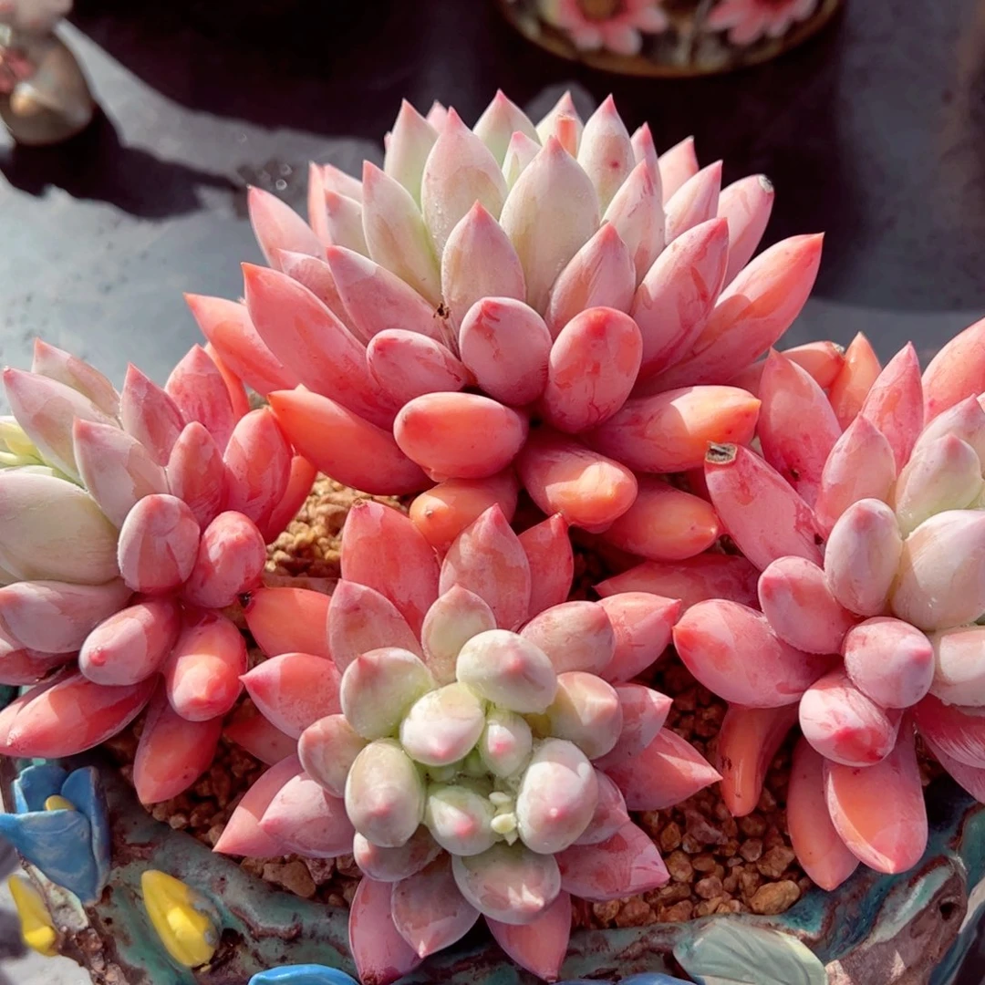 所罗门老桩子发货