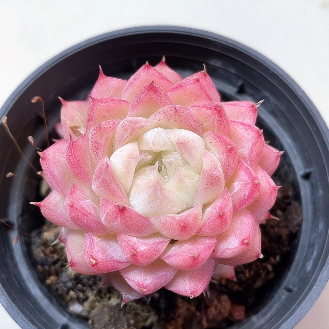 优选女王福利986