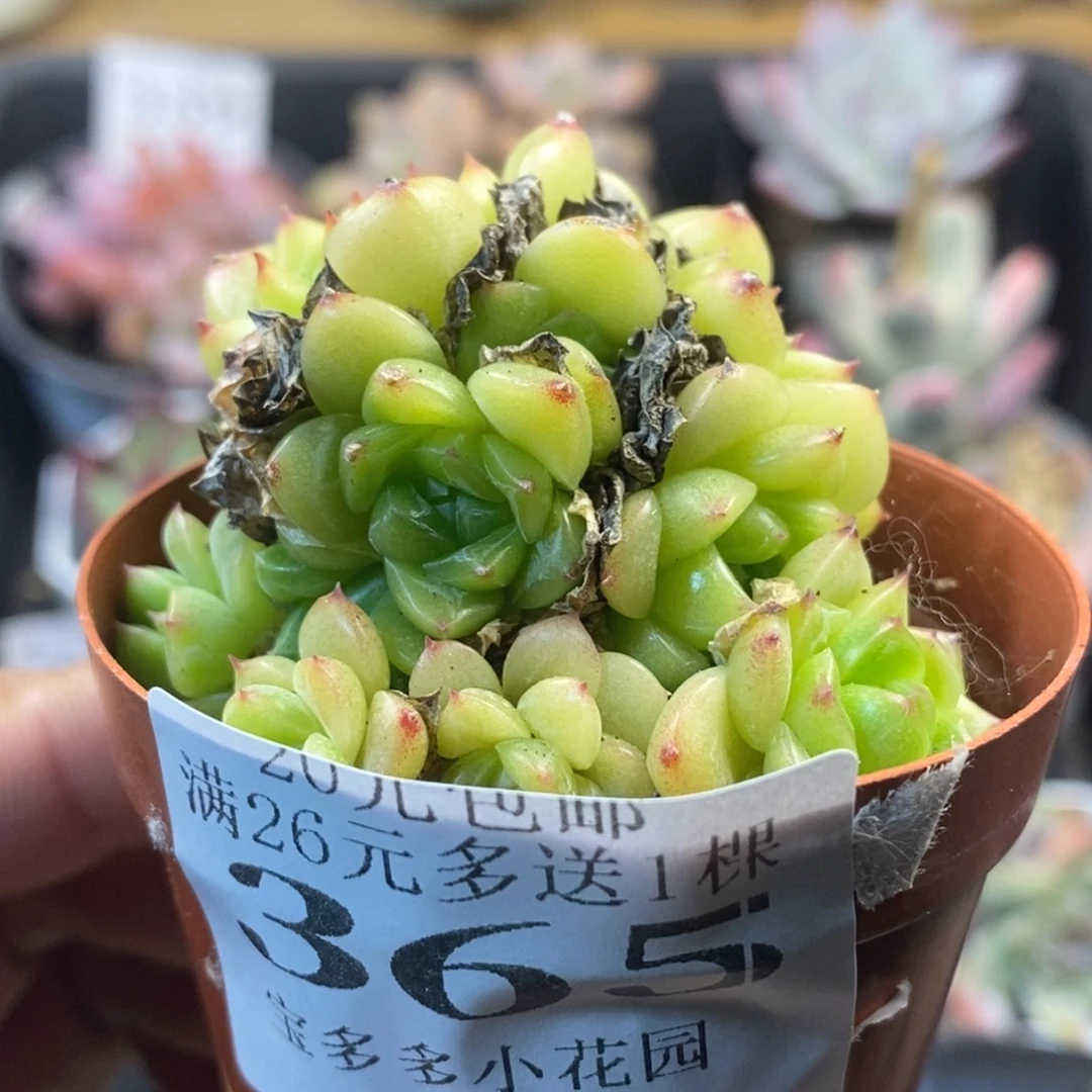 珍妮麦秆群一物一拍满20元包邮满26送一颗