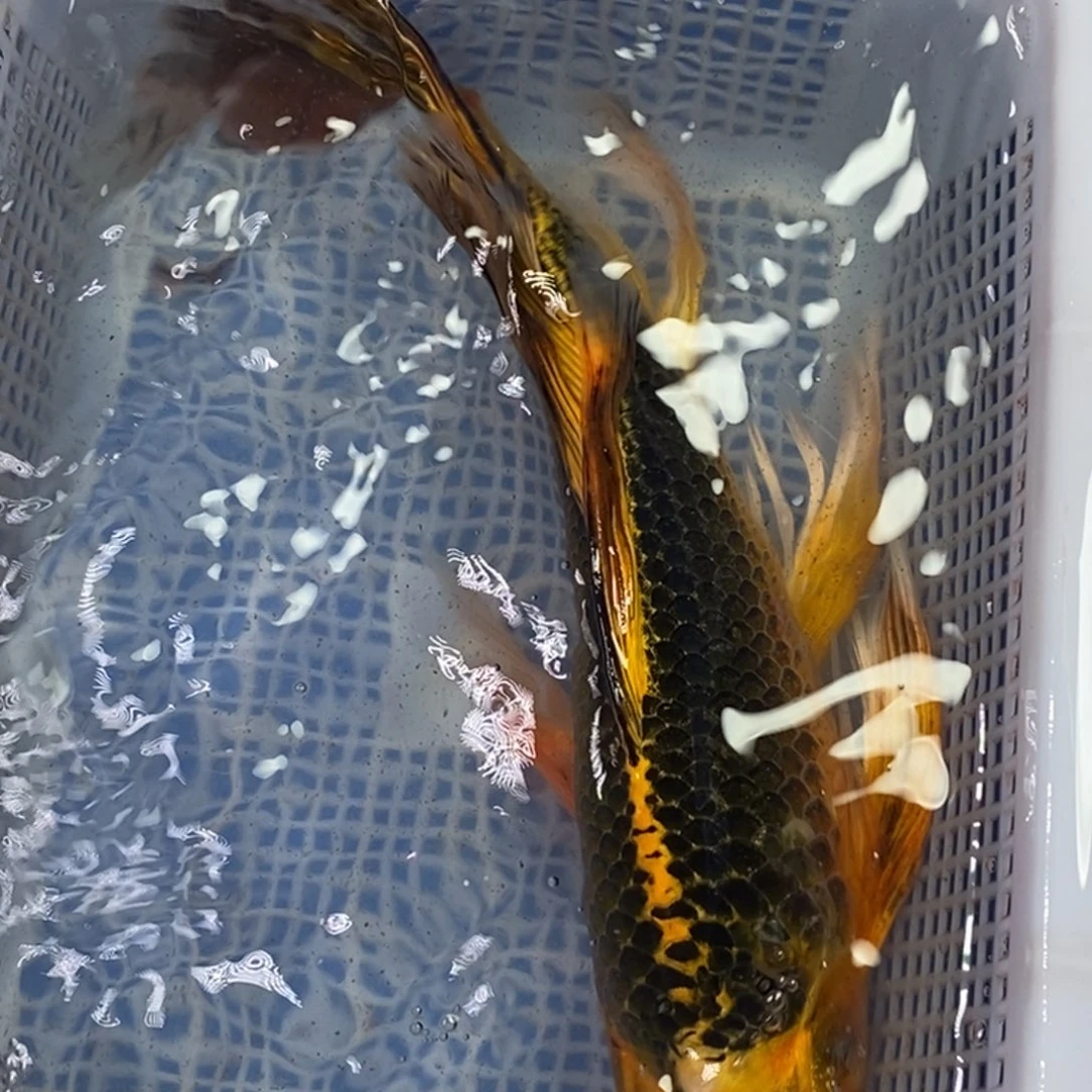 锦鲤冷水锦鲤包邮