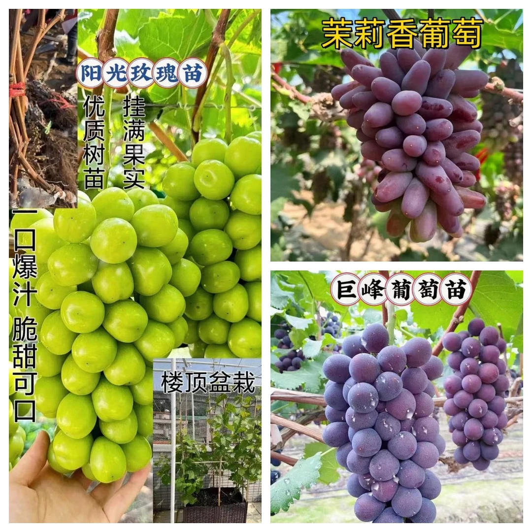 葡萄树苗阳光玫瑰巨峰茉莉香南北方盆栽地栽庭院抗寒品种基地直发