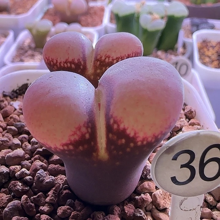 36号大型正版白花母本双头