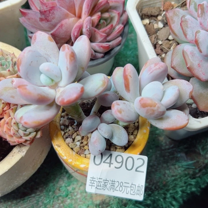 幸运的是我还没遇到你