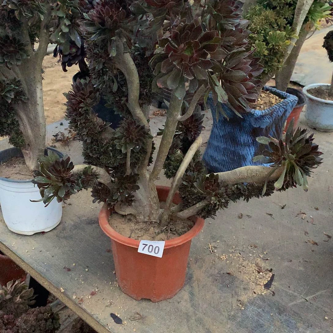 七**光700灰色法师一颗微瑕