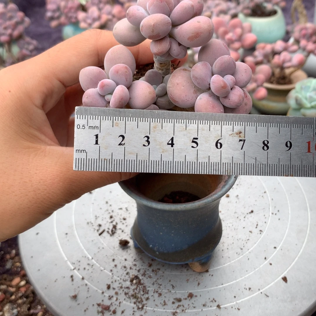 M***g8号不带盆偏远的不包邮的