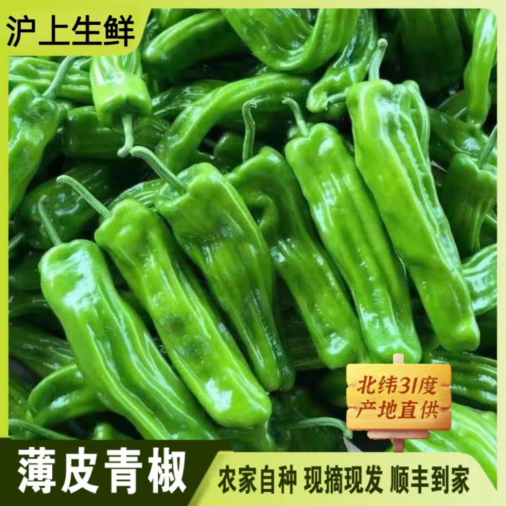 【现摘现发】生态岛 3斤薄皮青椒 微辣 做法多样 冬季必备 新鲜采摘 顺丰到家