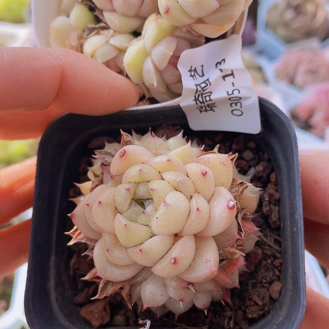 瑶***鱼0000000000173一物一拍