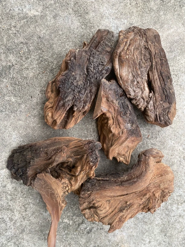 品名：雷击板根重度焦碳化