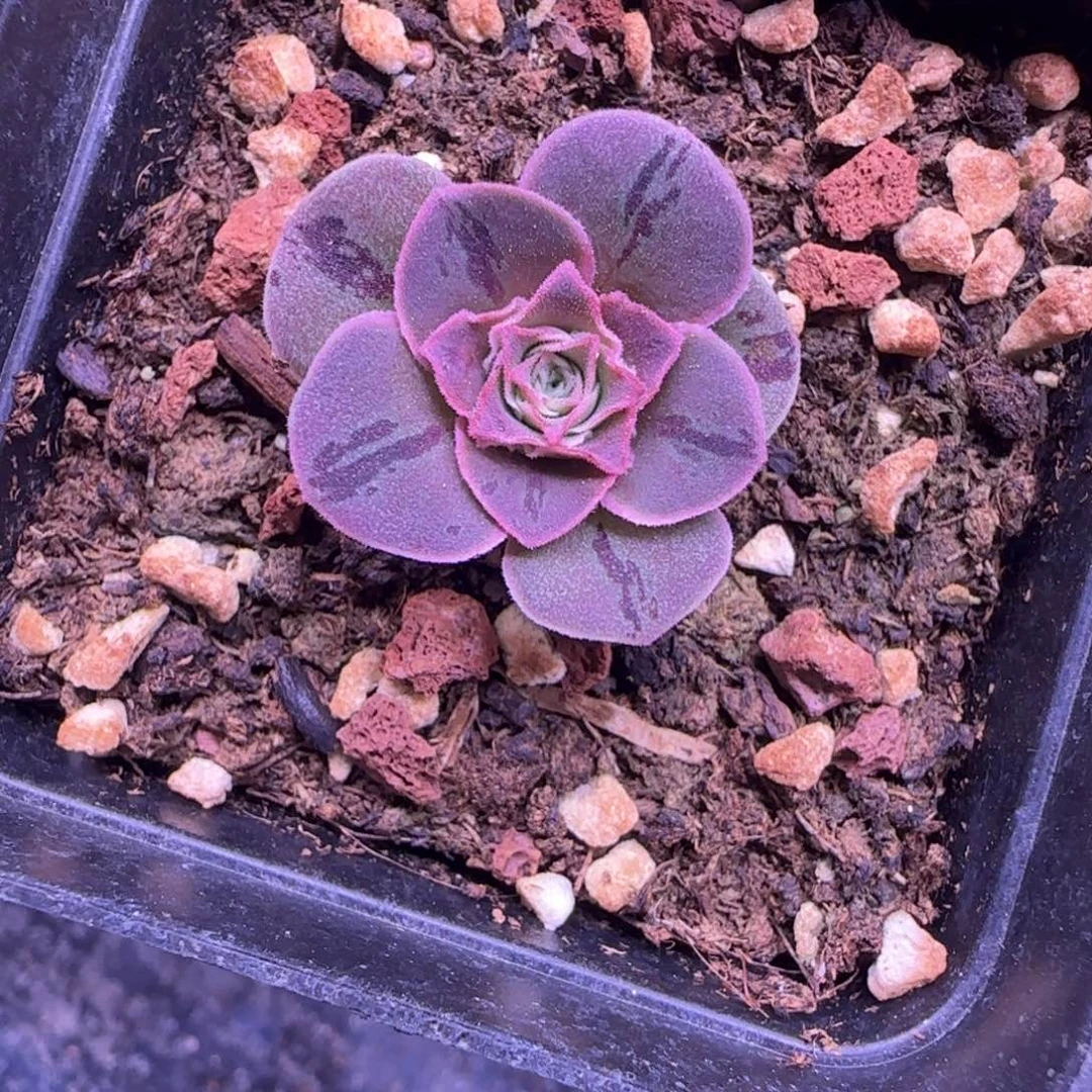 C*L376半城玫瑰四月天黄帕