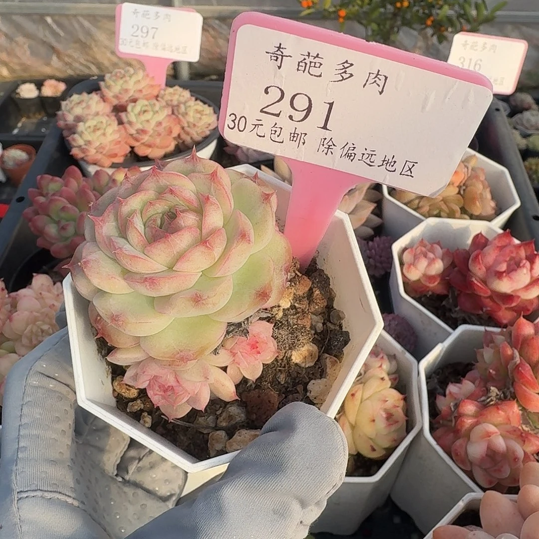 291 脱土 群生不包整 30元包邮非偏远