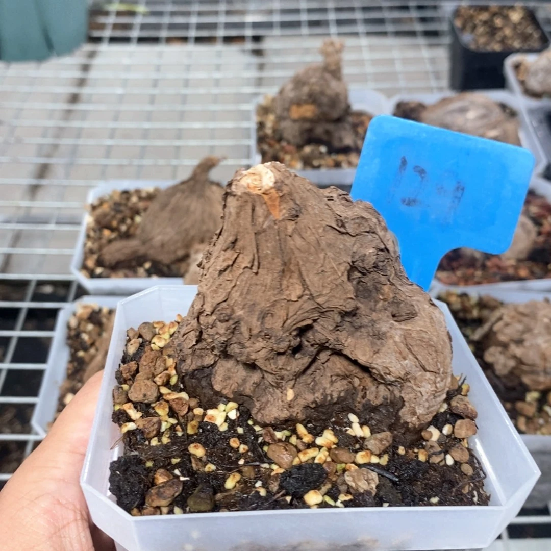 一叶龟多肉植物一个