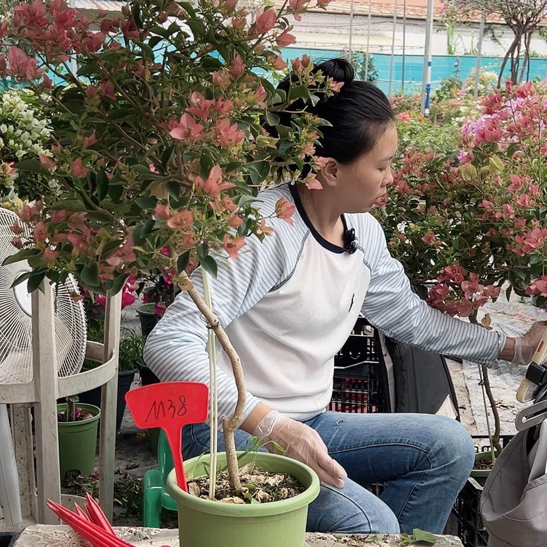 龙***树大部分花苞少量开放M38卡亚塔
