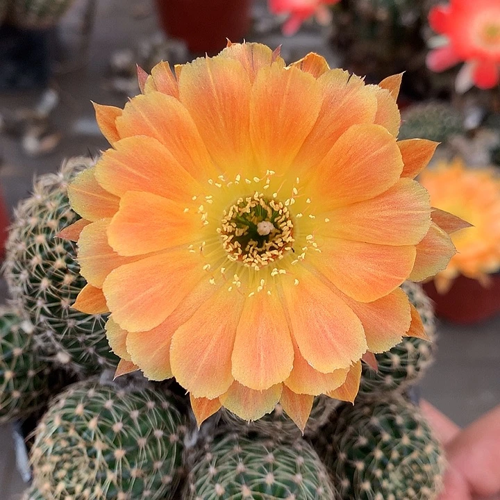 38 落地自根丽花10厘米左右