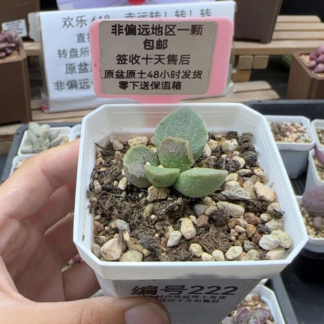 莹****球222凤羽微瑕多肉