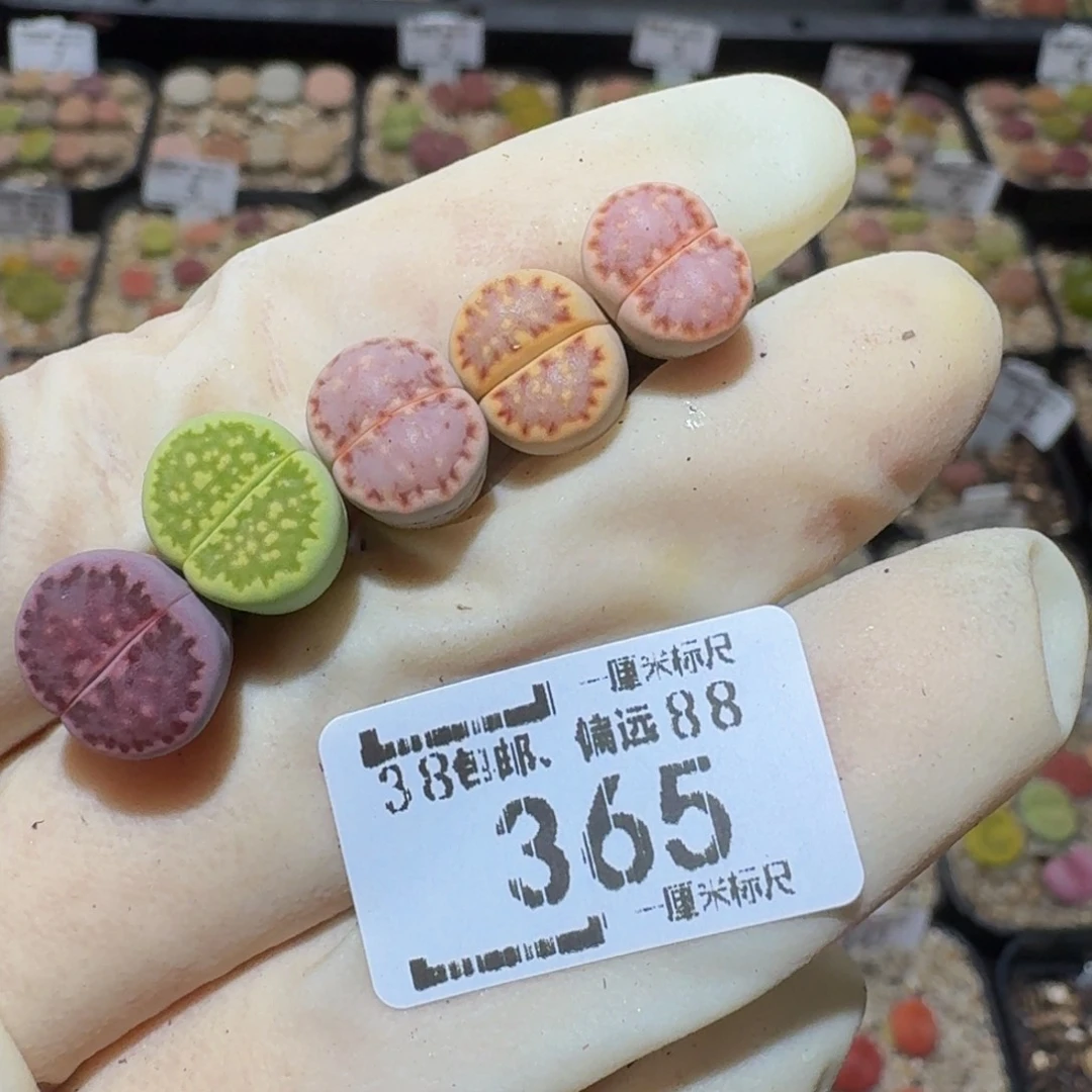 S***!Ssss精品生石花365