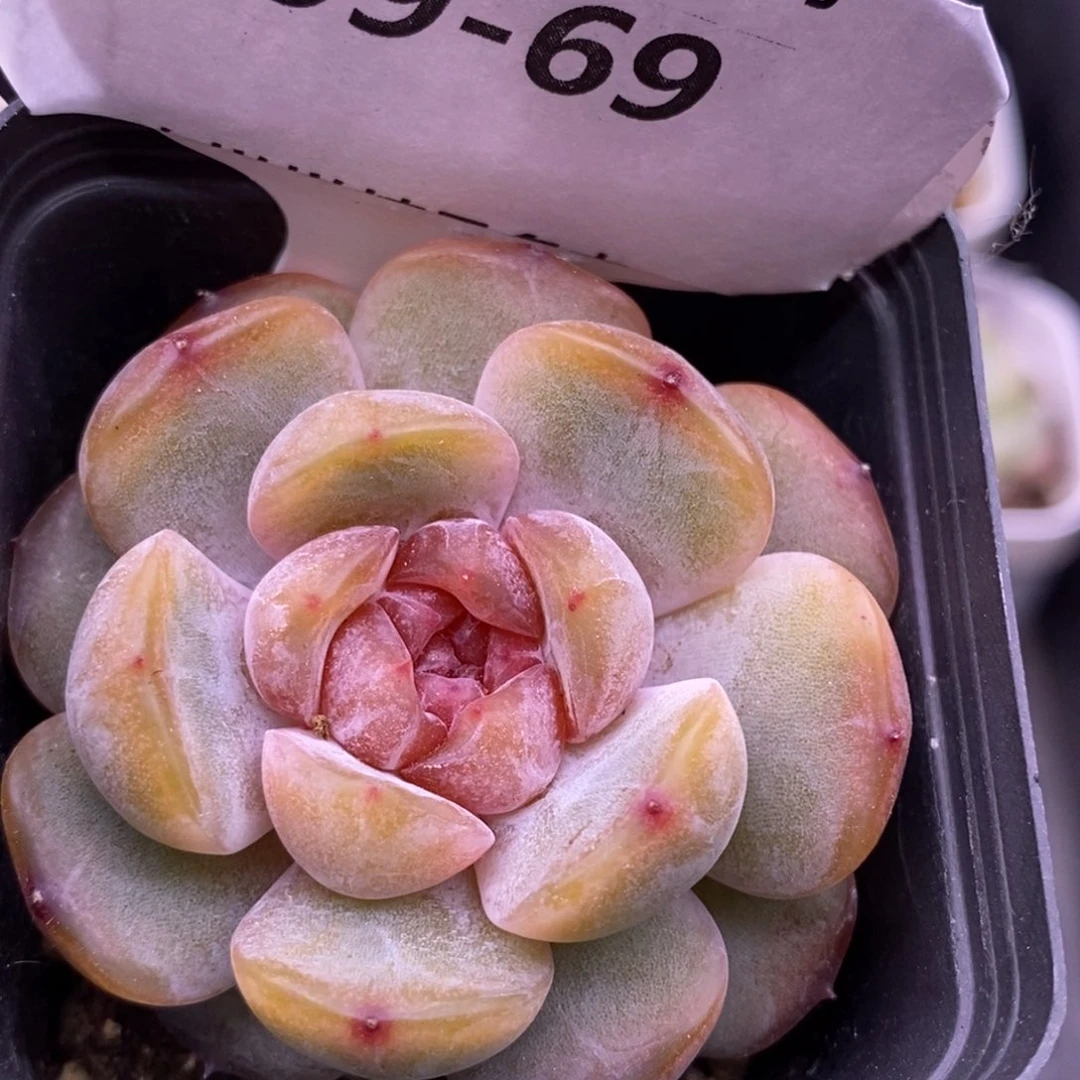 【闪购商品】09-69