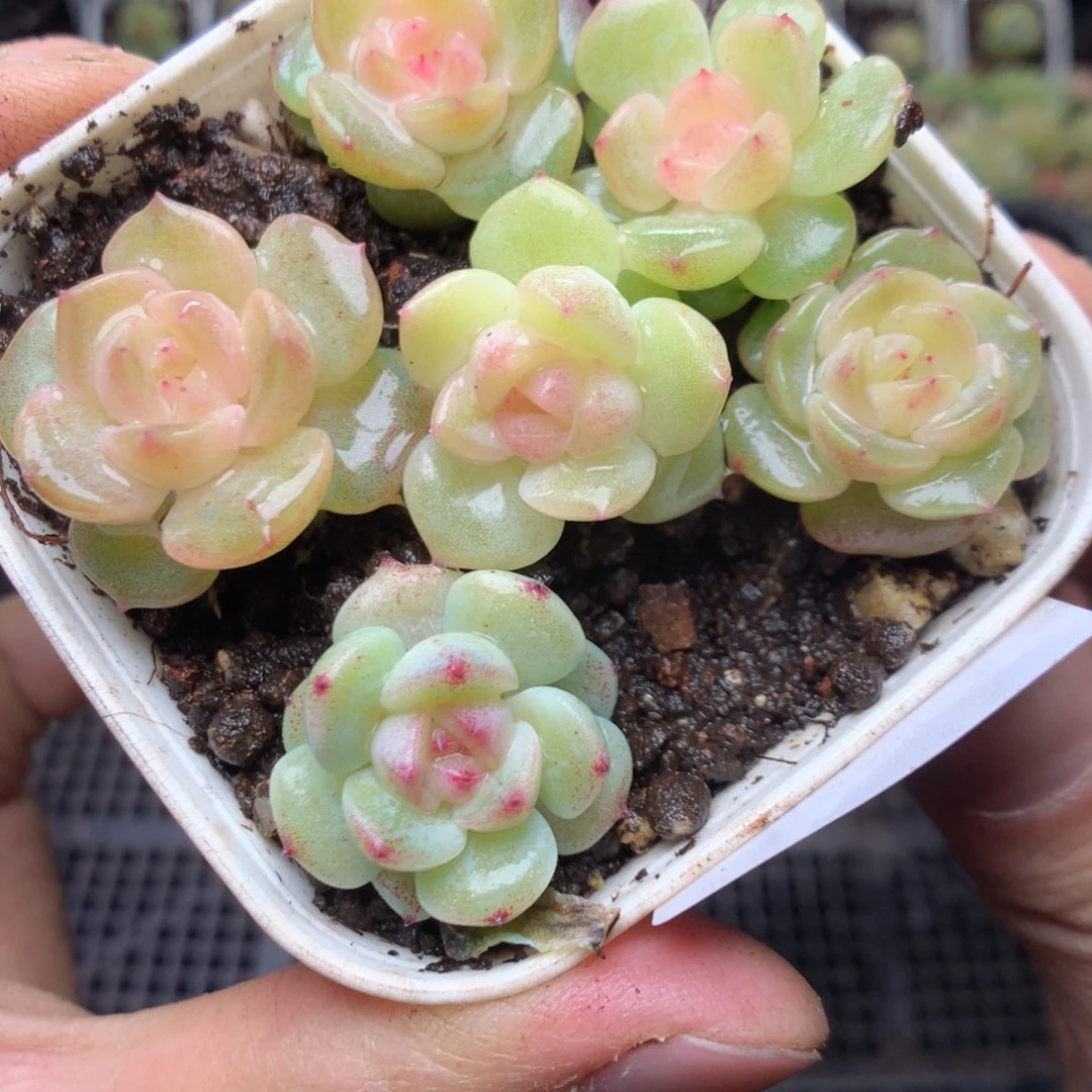 无花朵W28yyyyyyyyy