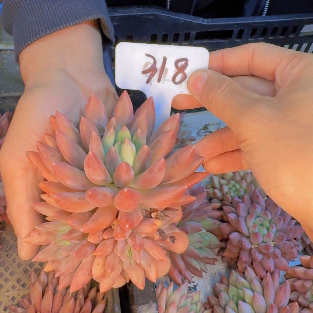 多肉植物的生长发育和