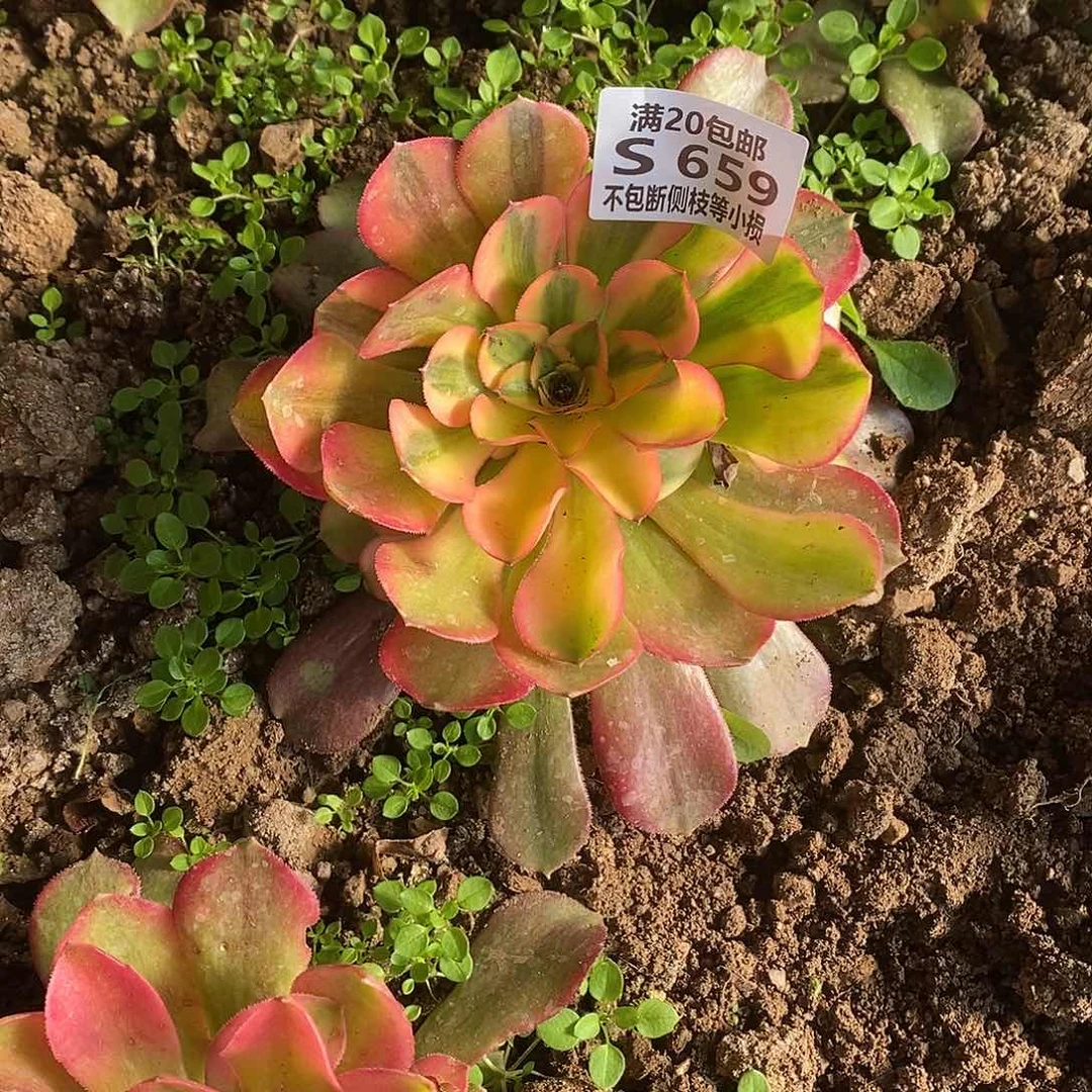 659红牡丹多肉法师锦