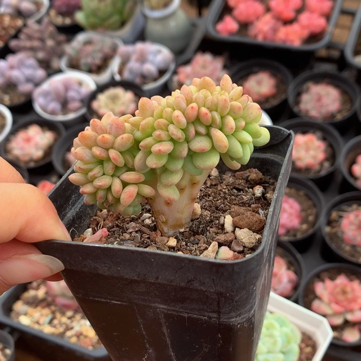 精控香格里拉缀化