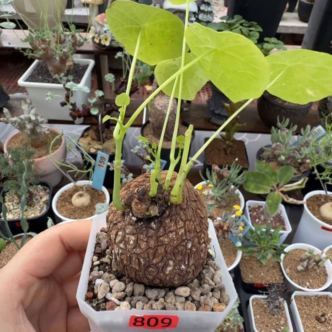 龙甲龙809仙人掌球