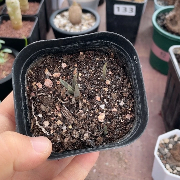134T属海带弹簧草一盆3颗