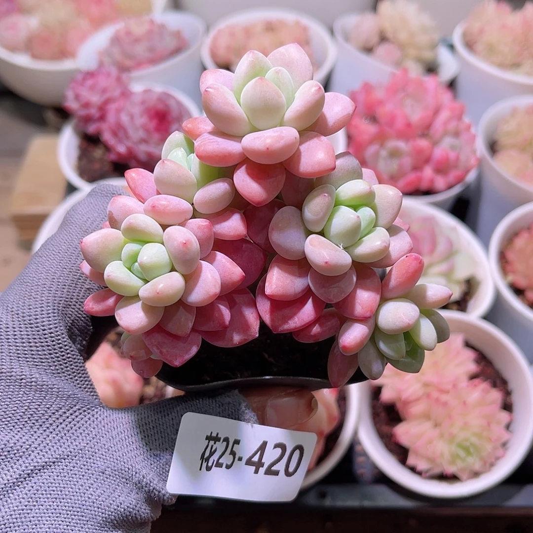 花25-420洛神群生