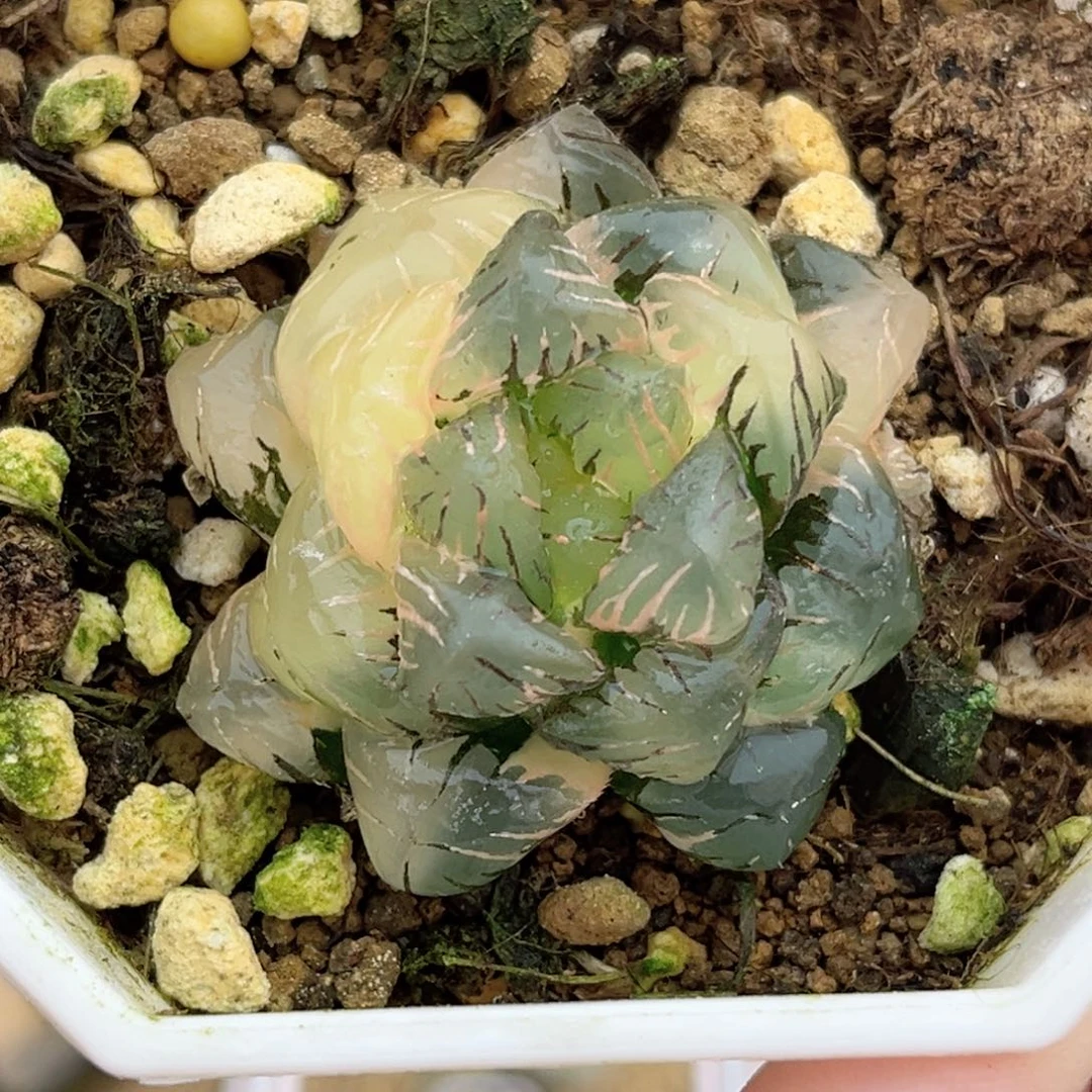 79ob冰灯玉露锦福利专场