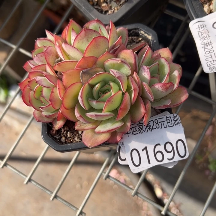 幸运的是你还没遇到