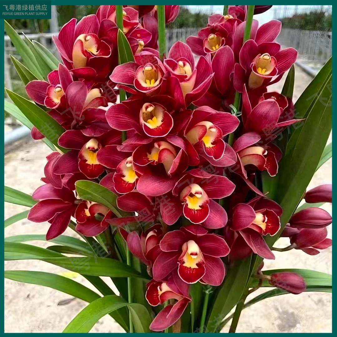 大花蕙兰红宝石5花剑起室内外好养四季开花浓香的兰花花卉盆栽