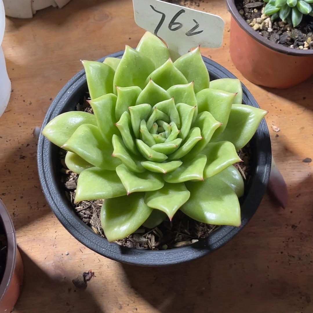 000000000000000000762