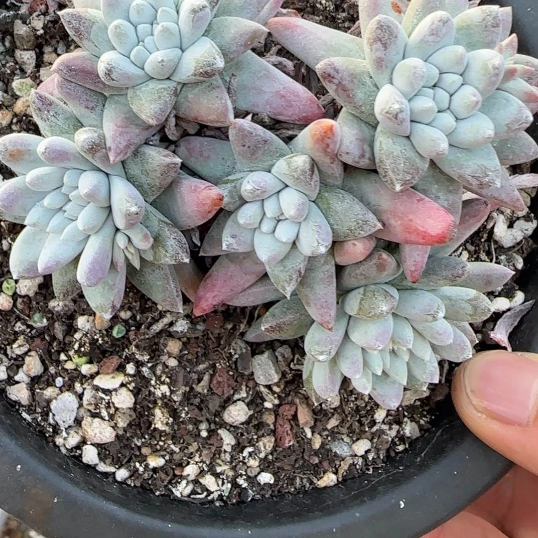 预*20250202w多肉预定