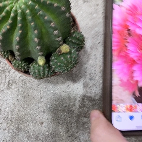 蜜桃仙人球，35899990