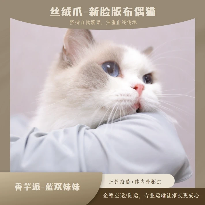 Velvet paw香芋派-特价出售不包邮 小时候被猫妈舔断尾 介意勿拍