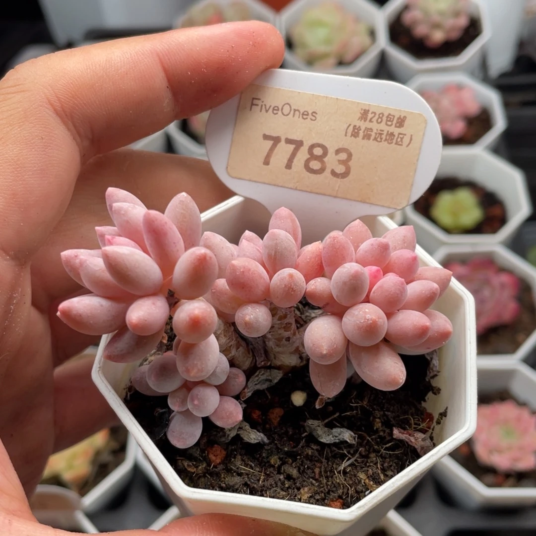 婴儿手指7783-7厘米