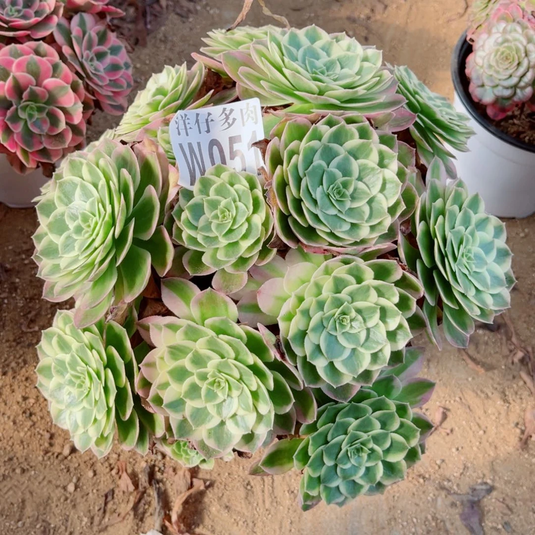 051海王尺寸30左右