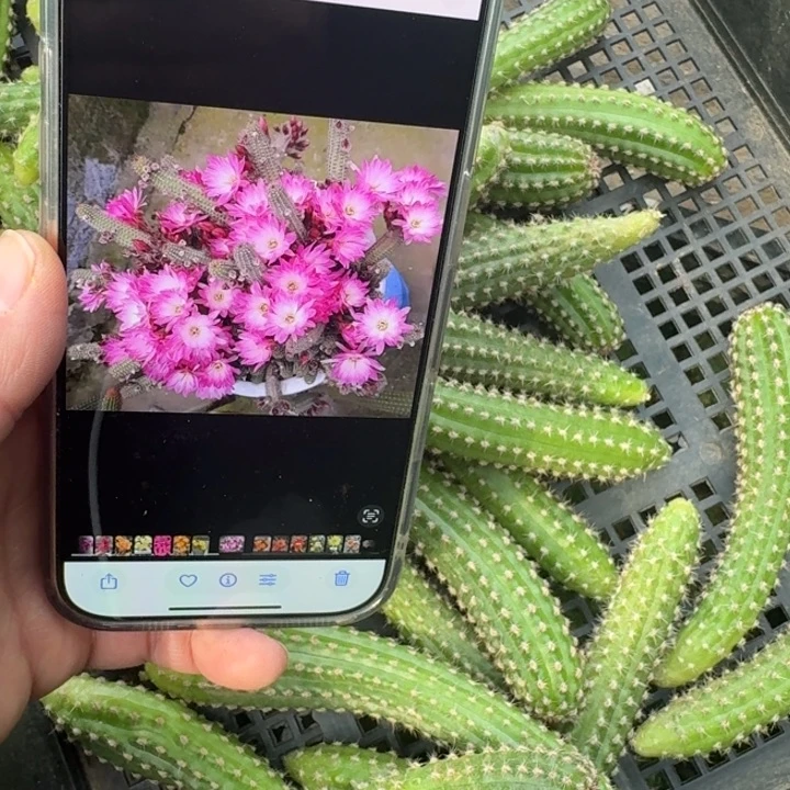 250白檀特鲁迪无根侧牙小3个