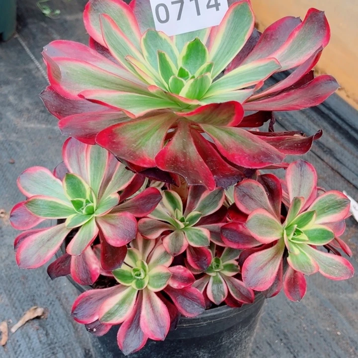 红魔女捧花开播福利